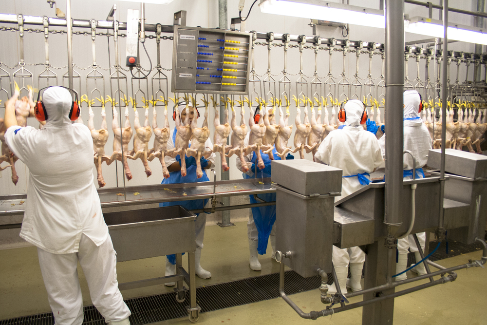 Você sabe como funciona a insensibilização de aves com o uso de gás?