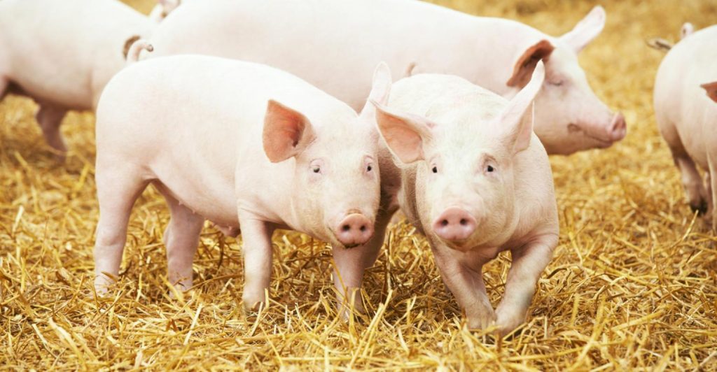 Bem-estar de suínos começa no produtor: veja 11 cuidados indispensáveis que podem ser cobrados pelo abatedouro