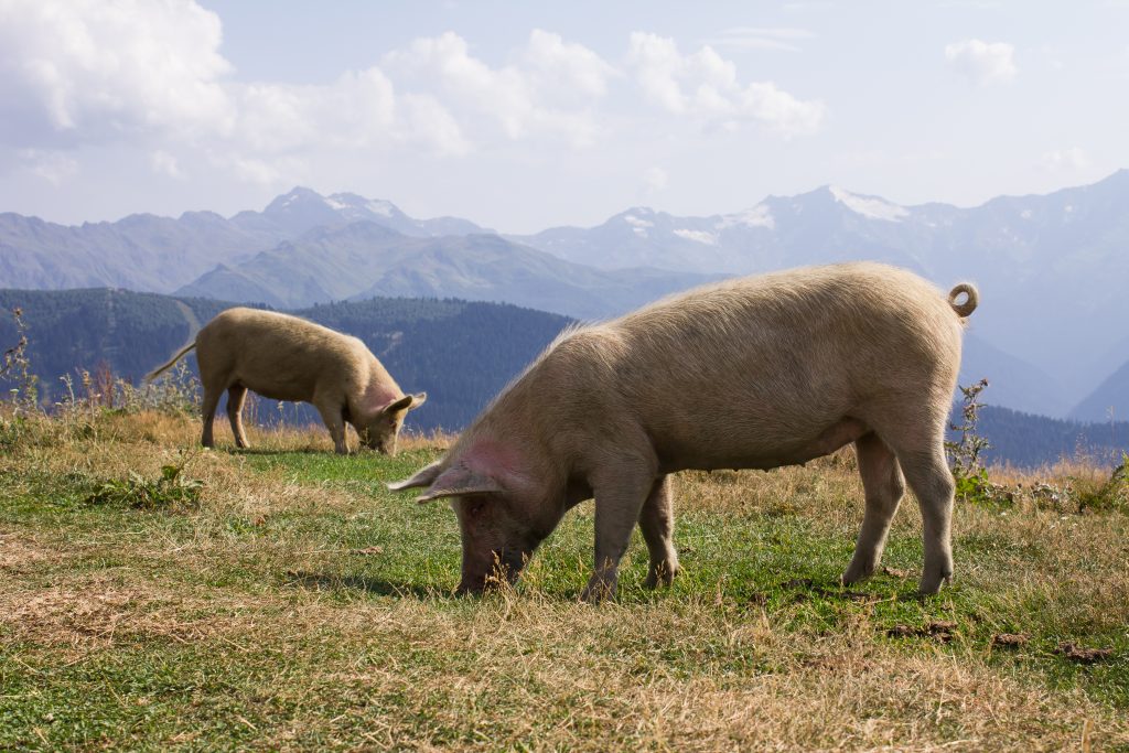 Todas as vantagens da insensibilização de suínos com gás