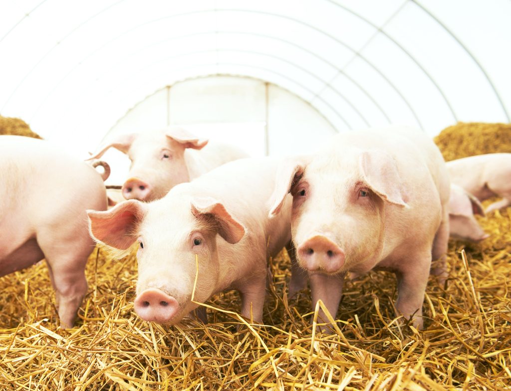 Qual impacto da concentração de gás no processo de insensibilização?