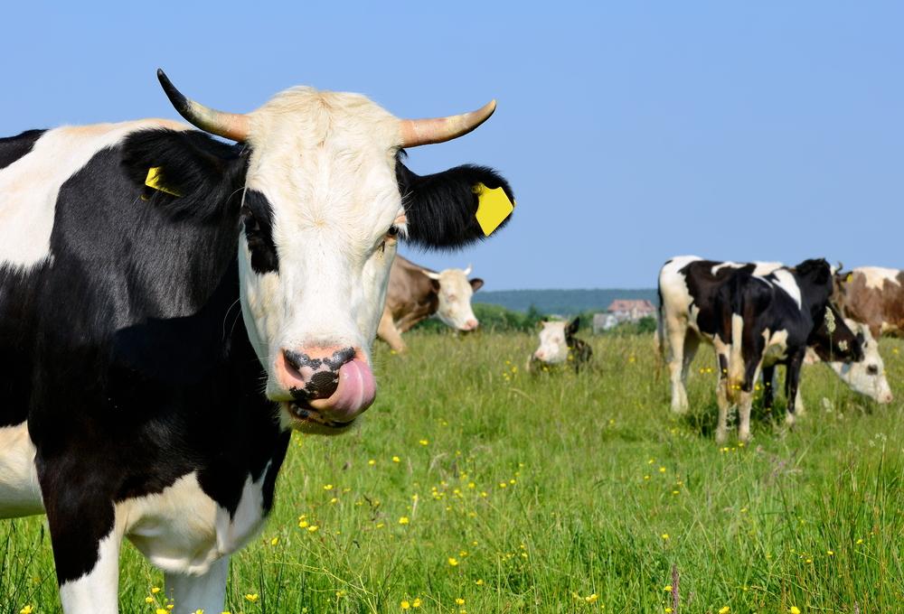 Rastreabilidade diminui burocracia na movimentação da proteína animal em produtores