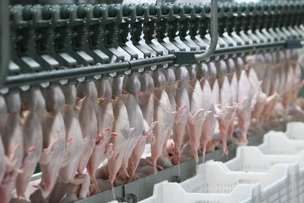 Você sabe quais cuidados tomar para exportar frango para a Europa?