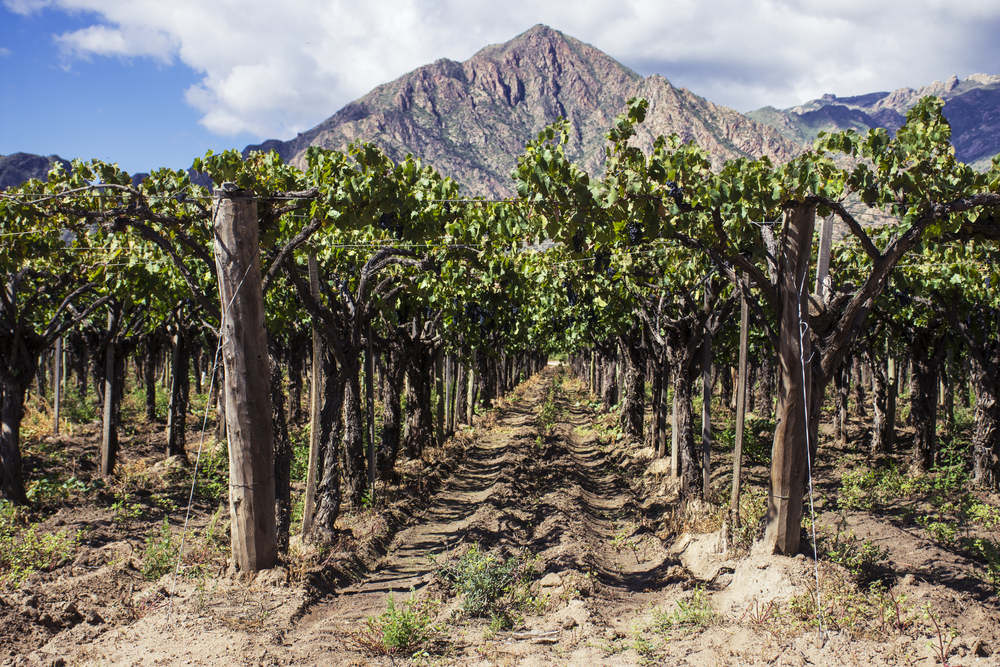 Tendência em vinhos argentinos movimenta o mercado