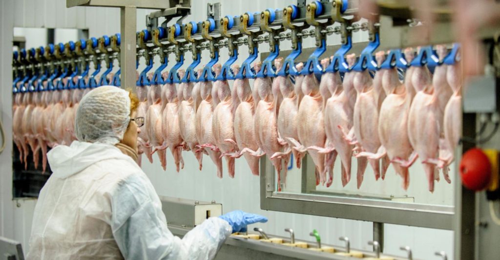 Sucesso da automatização do frigorífico também depende dos funcionários