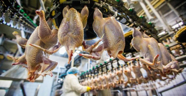 Saiba quais são as formas de tratamento de resíduos de frangos disponíveis hoje