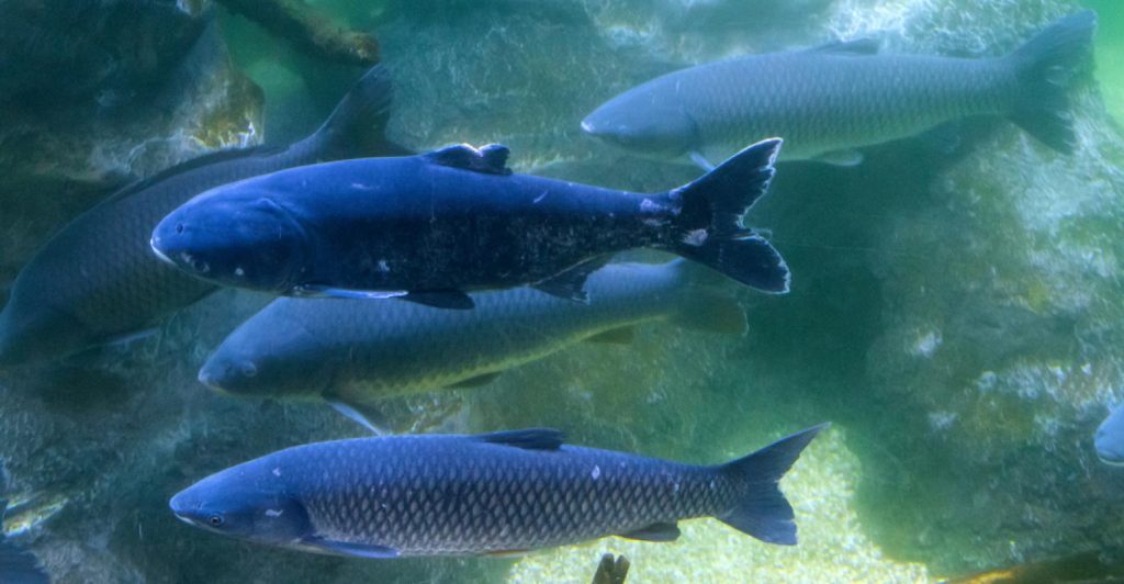 Conheça 6 soluções para um viveiro de peixes mais produtivo
