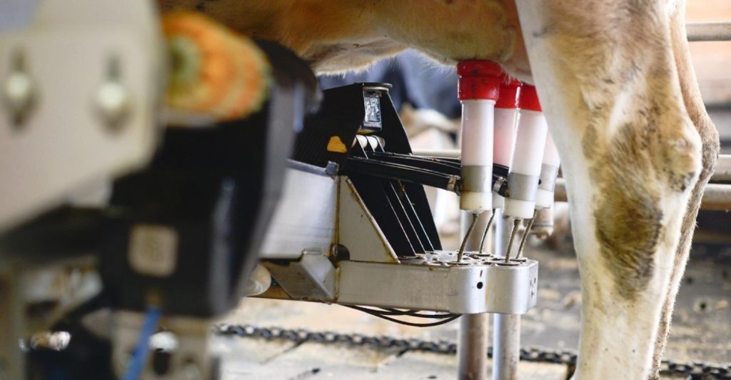 Qualidade do leite: por que todo produtor deveria se preocupar com isso?