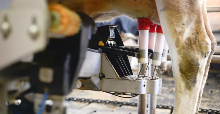 Qualidade do leite: por que todo produtor deveria se preocupar com isso?