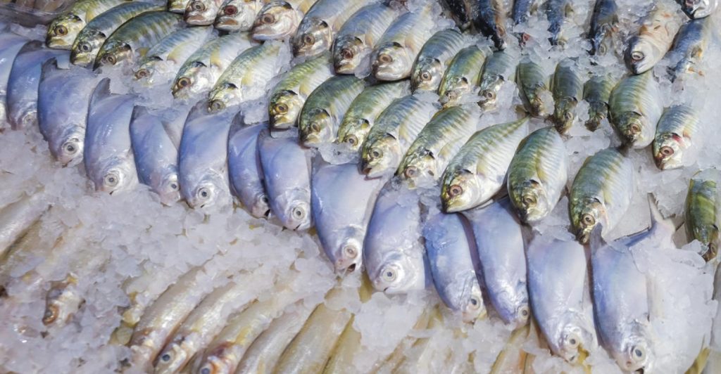 Controle de frio te ajuda a reduzir perecibilidade de pescados