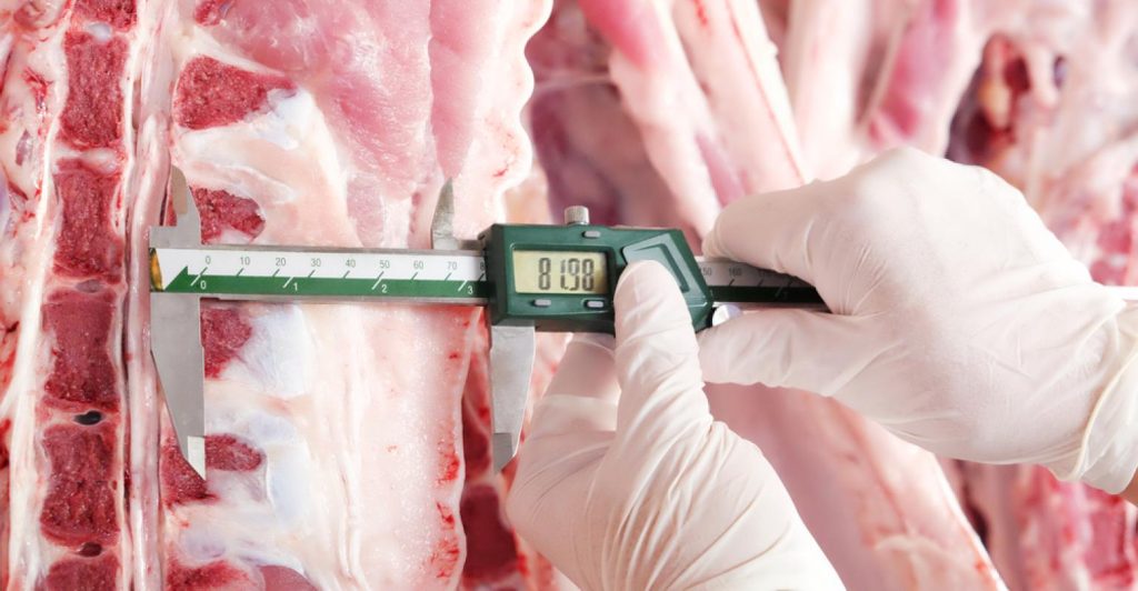 Otimize o rendimento da carcaça bovina no frigorífico com esses passos!