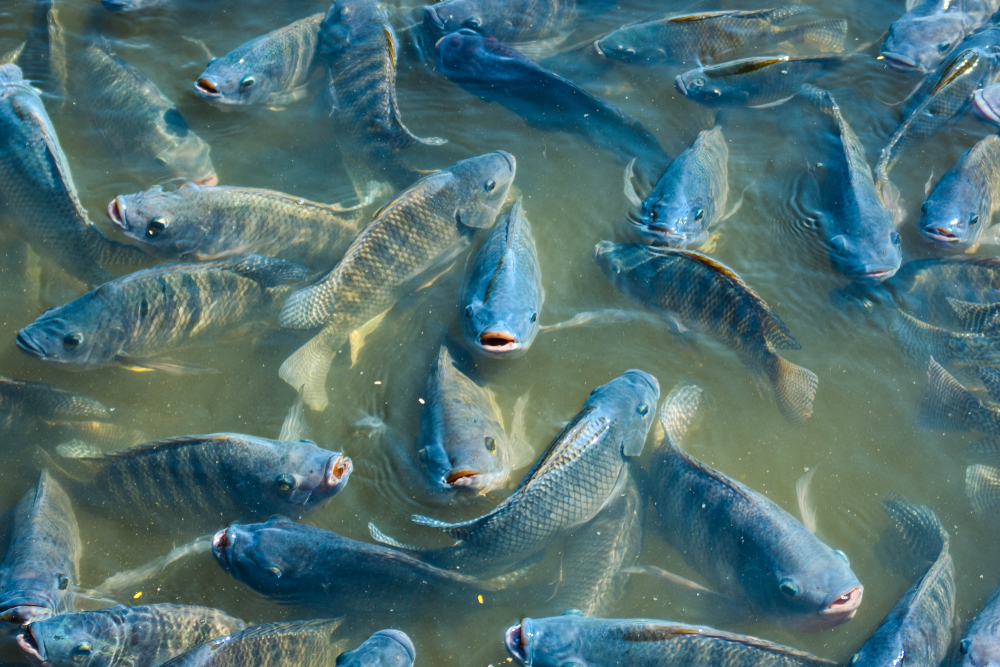 Pequenos piscicultores: Embrapa desenvolveu frigorífico móvel para processamento de peixes