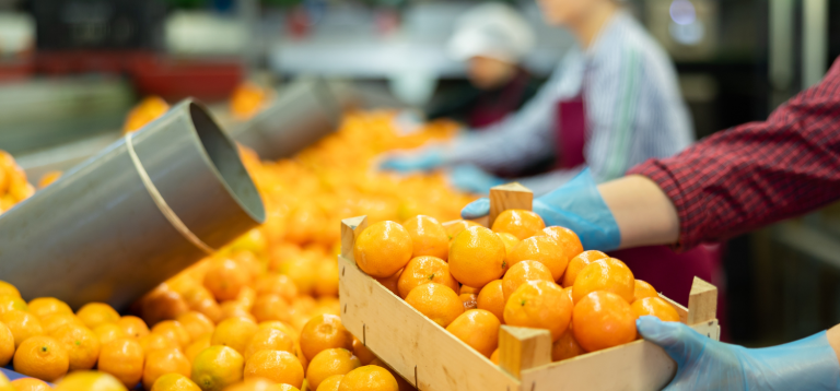 A imagem mostra um ambiente industrial ou de centro de distribuição onde ocorre o processamento e empacotamento de frutas cítricas, possivelmente tangerinas ou laranjas pequenas.
