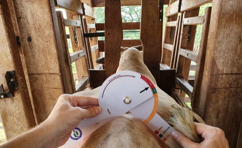 Avalie a carcaça bovina com essa ferramenta simples da Embrapa