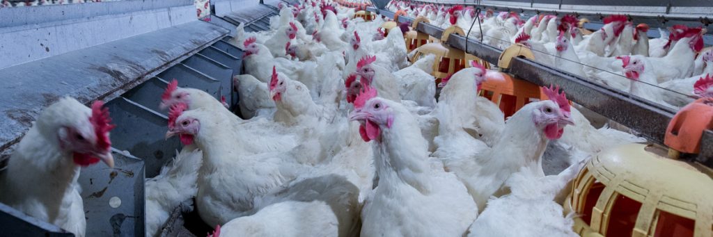 White Paper: resíduos em abatedouros de frangos