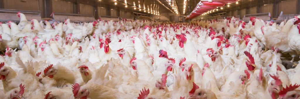 Infográfico: Higienização de abatedouro de aves