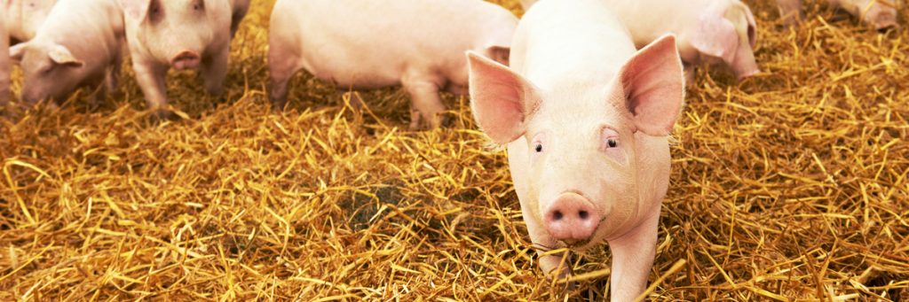 White Paper: Abate de suínos – por que é tão importante ter segurança e treinamento?