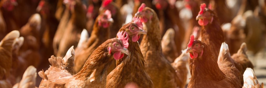 White Paper: Modernização de frigoríficos de frango