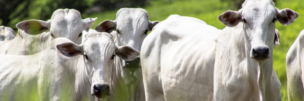White Paper: Bem-estar animal X Qualidade da carne
