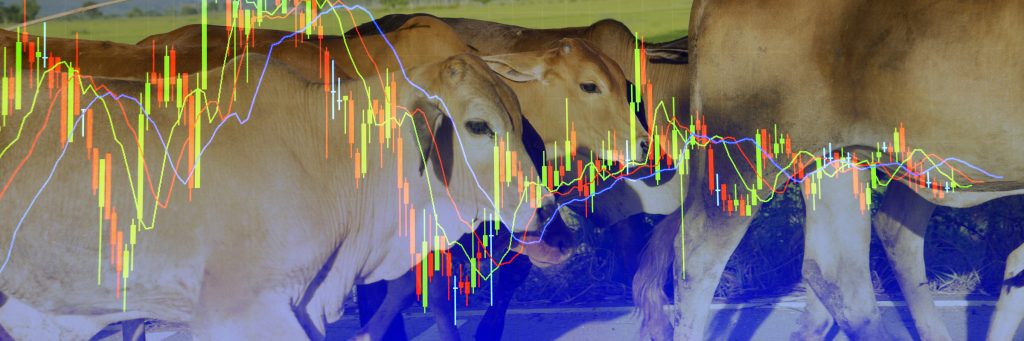 Mercado de proteína animal: O que esperar do ano de 2020?