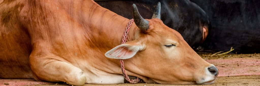 Processos pré-abate: por que você precisa ficar de olho?