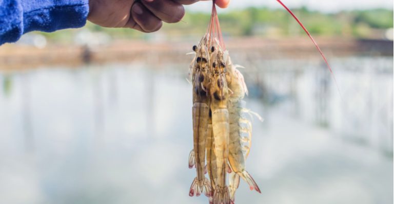 produção de camarão.jpg