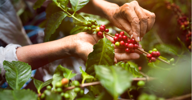 Qual é a dos orgânicos em 2020?