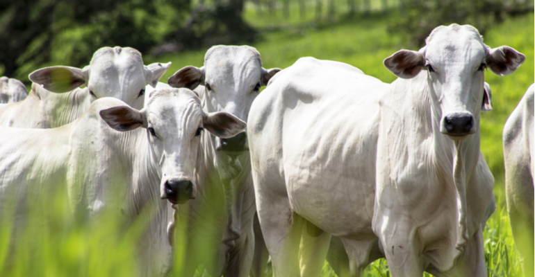 Tecnologia a favor do boi 7.7.7