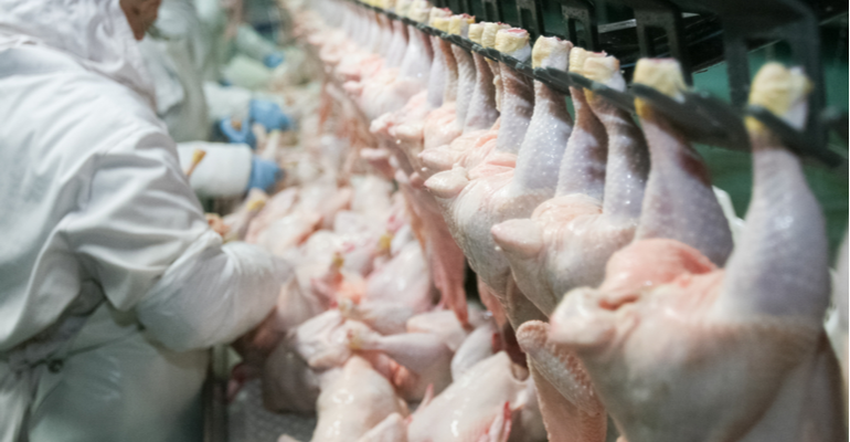 Dicas para otimizar a produção de frango em abatedouros