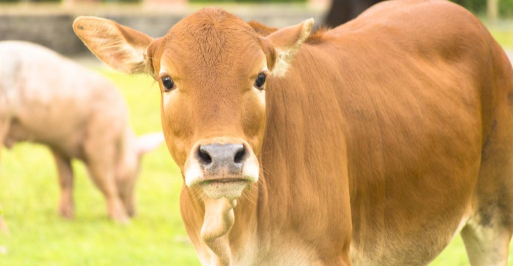 Especialista revela por que investir em bem-estar animal