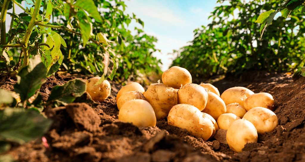 Indústria de alimentos aposta em ingredientes com selos sustentáveis