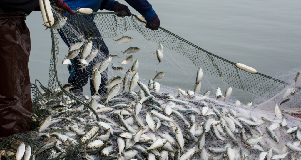Sustentabilidade na pesca selvagem garante ingrediente certificado