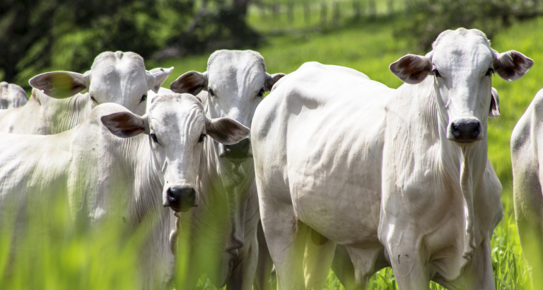 Bem-estar animal melhora a qualidade da carne e aumenta a produção.png