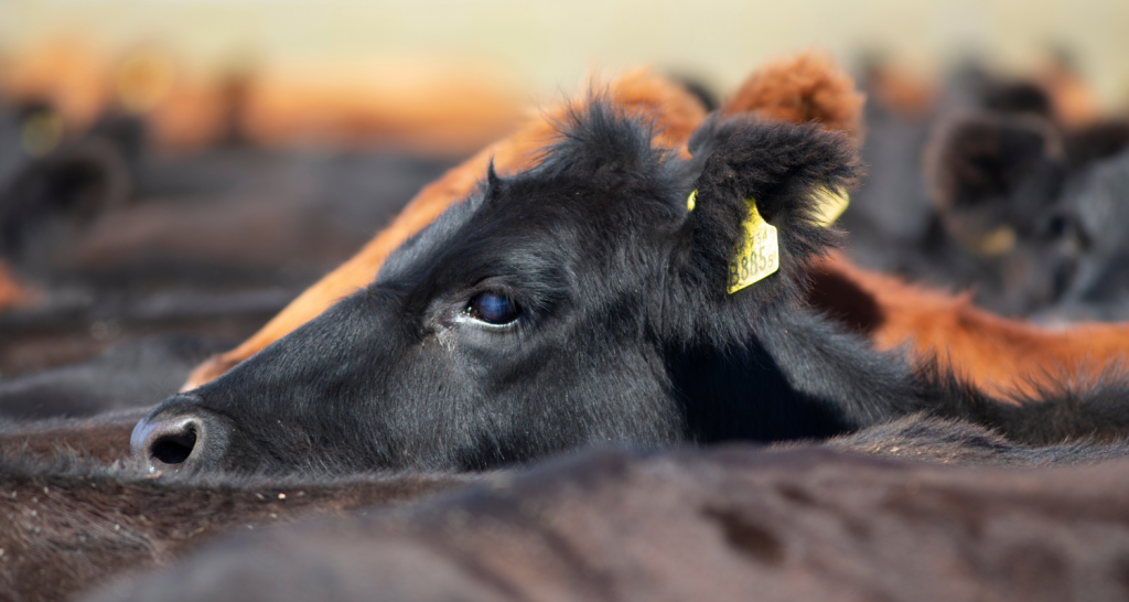 Indústria frigorífica: a qualidade começa na fazenda