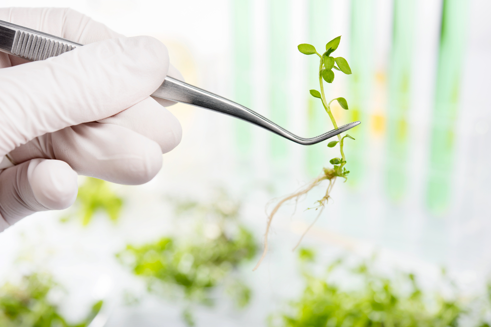 Etapas para desenvolver um produto alimentício