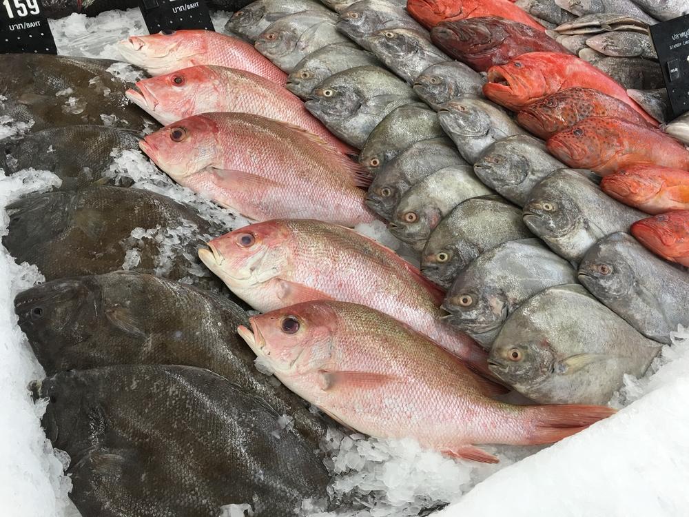 As principais regras de funcionamento de frigoríficos para peixes