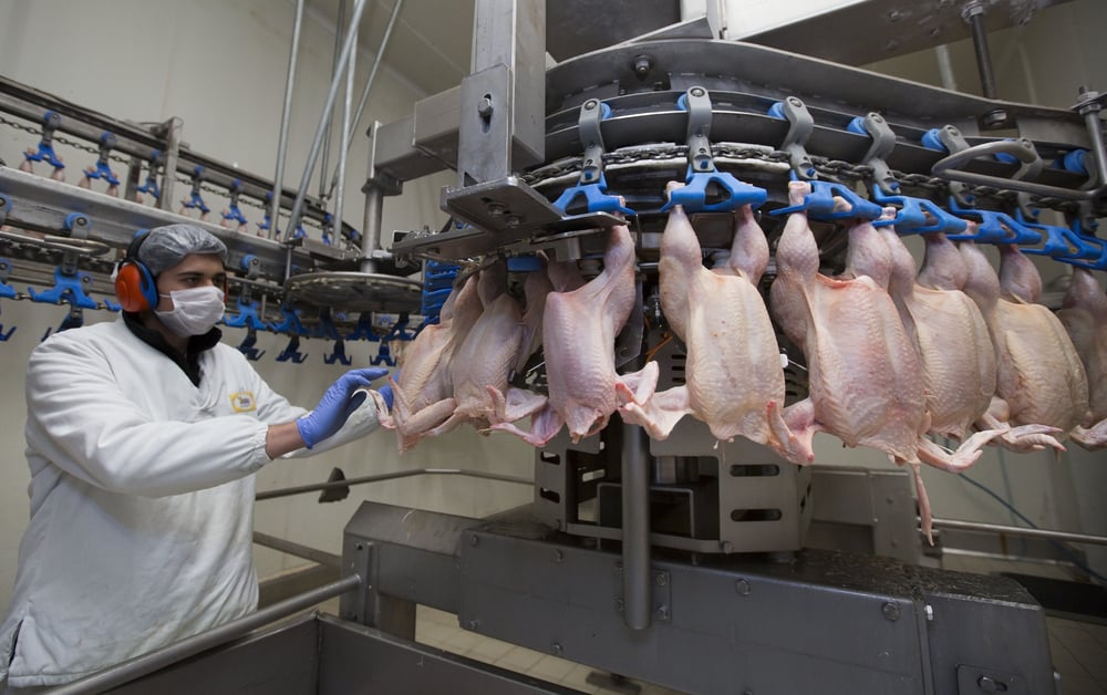 Conheça as seis principais vantagens da escalda de aves