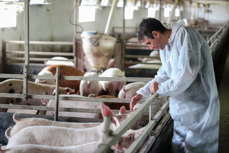 Todos os efeitos da restrição do uso de antimicrobianos em suínos