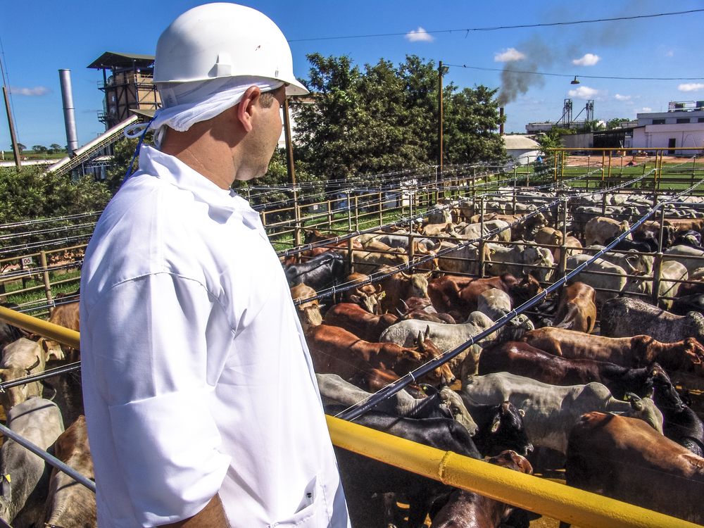 Abate humanitário: saiba o que é e por que deve priorizá-lo