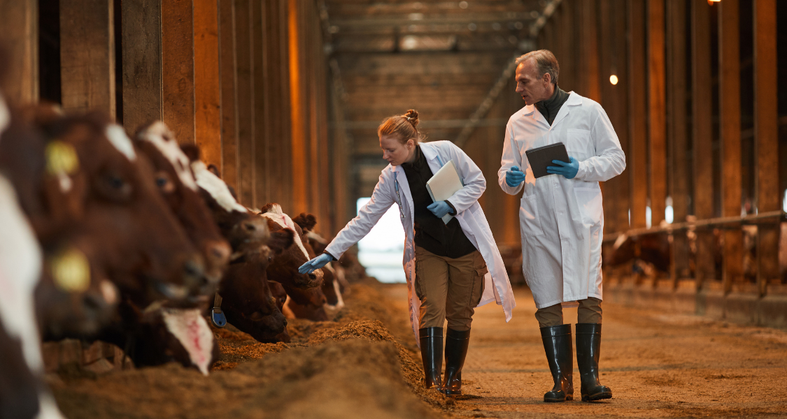 A imagem mostra dois profissionais dentro de um estábulo, ambos vestindo jalecos brancos, luvas azuis e botas de borracha, o que indica que estão realizando uma inspeção técnica ou avaliação sanitária.