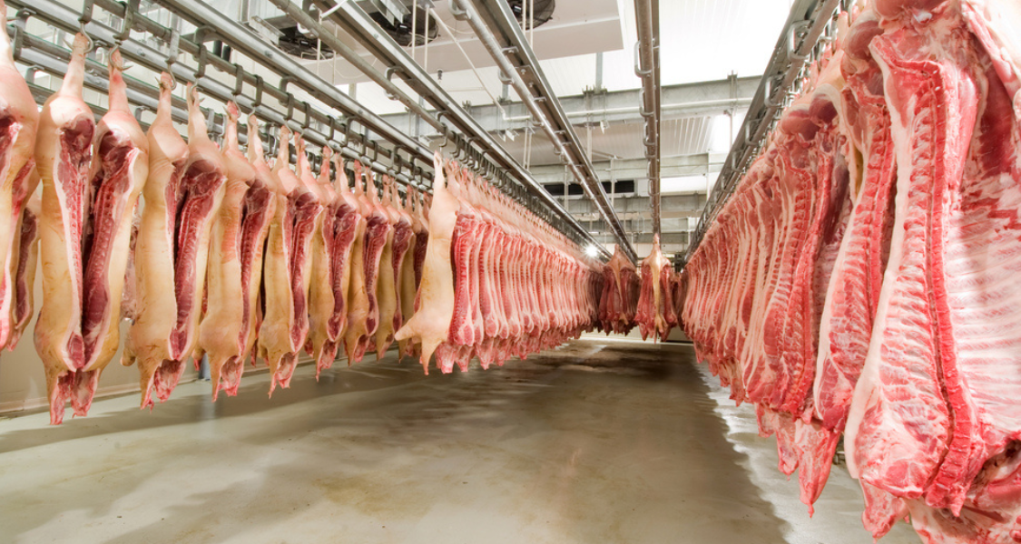A imagem apresenta uma vista interna de um frigorífico ou matadouro, mostrando uma grande quantidade de carcaças de animais penduradas em ganchos e dispostas em trilhos aéreos, o que é típico da linha de processamento de carne.