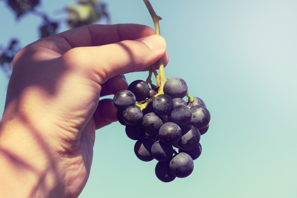 Vinho natural, orgânico e biodinâmico: entenda as diferenças