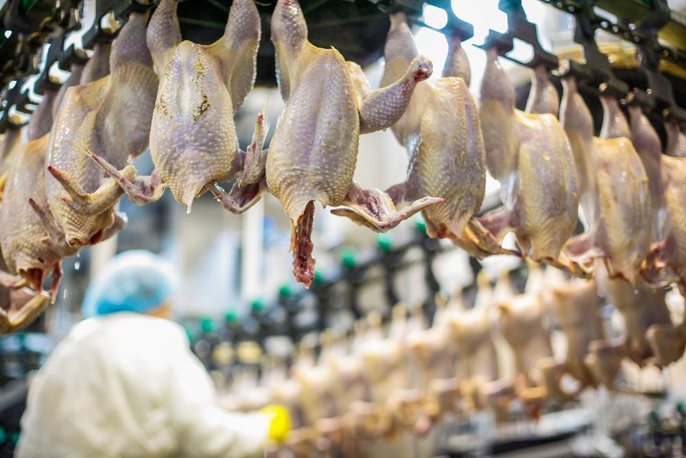 Passo a passo de como abrir um abatedouro de pequeno porte