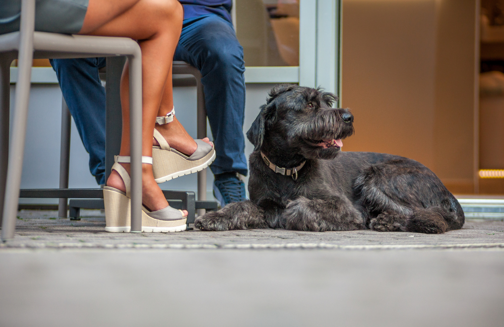 Guia pet friendly: como receber animais em restaurantes