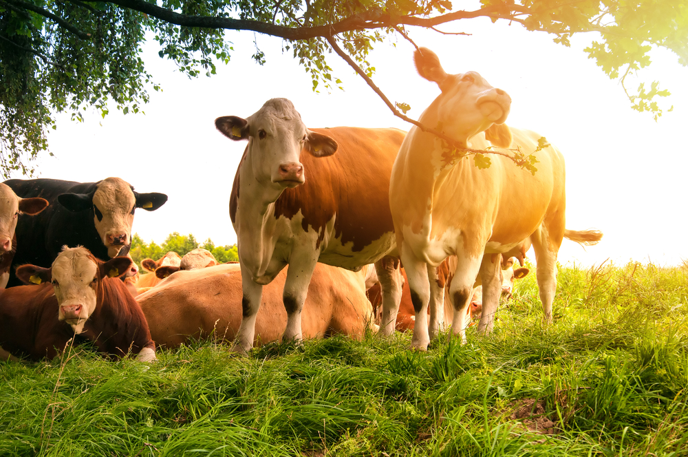 Produção de carne orgânica tem maior potencial mundial de crescimento