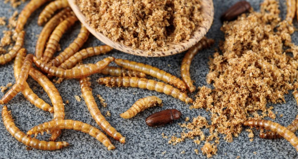 O Futuro da Proteína: a aprovação de larvas na União Europeia e a oportunidade para a agroindústria brasileira