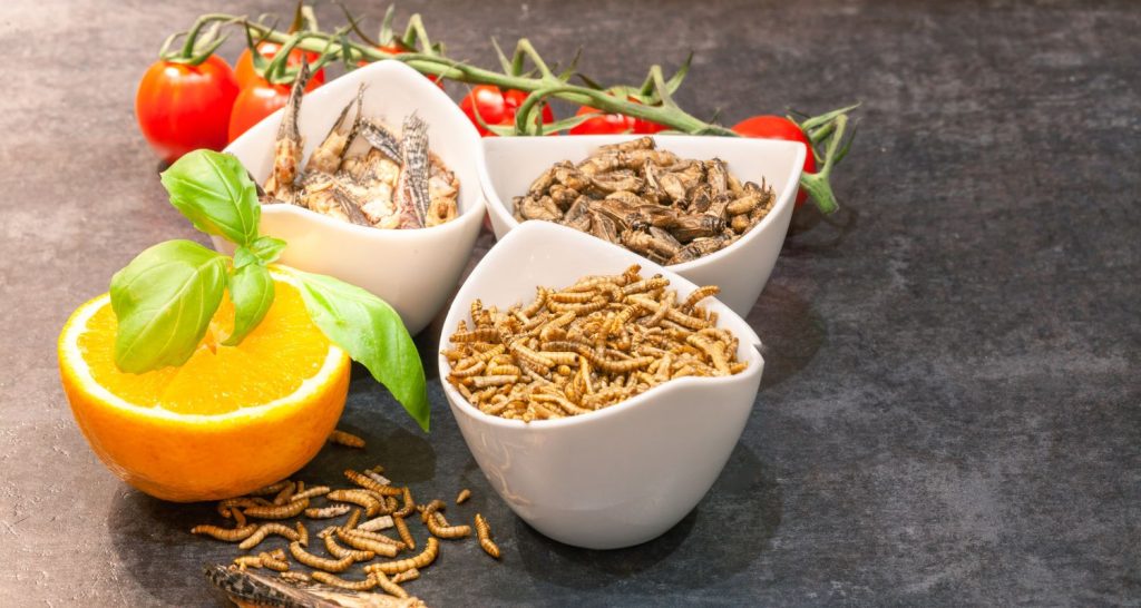 Insetos na Alimentação: um ingrediente sustentável?