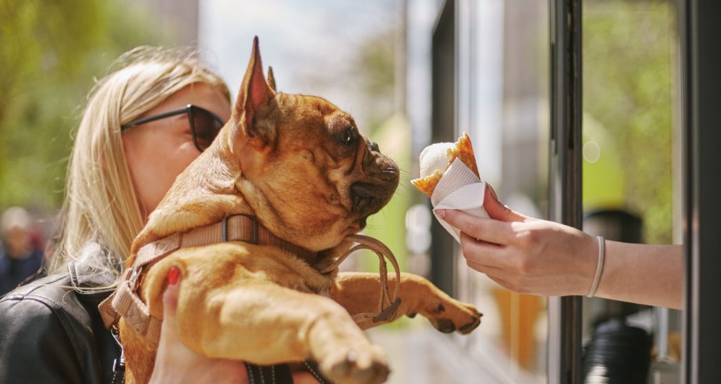 Sorvete para pet: veja os ingredientes indicados