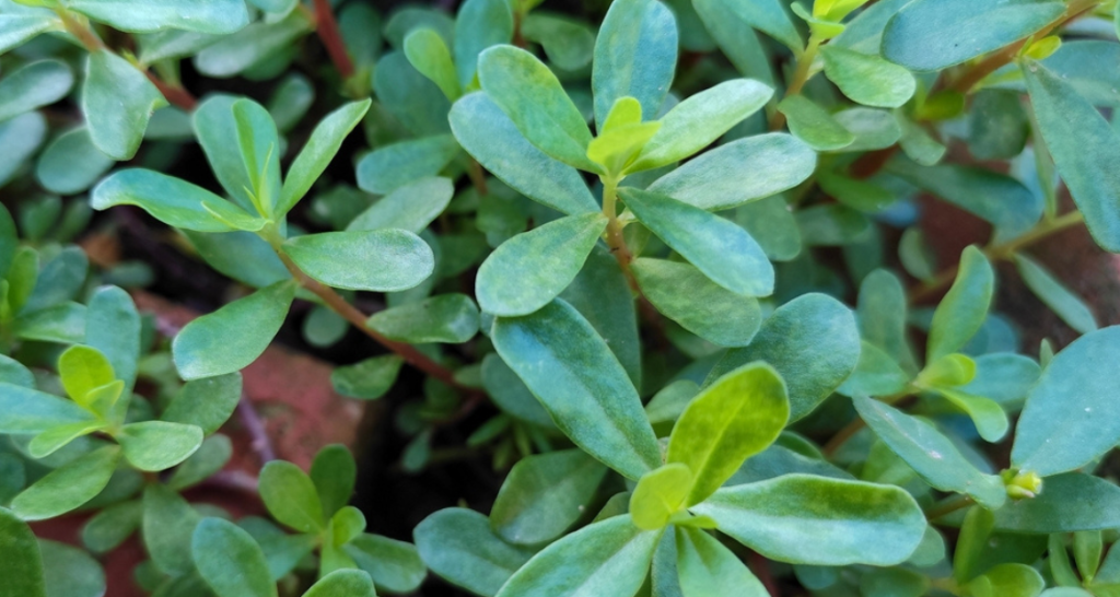 Imagem da planta beldroega, com folhas verdes pequenas, crescendo em um jardim.