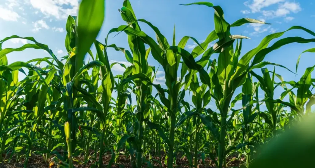 Campo de milho verde sob céu claro, ideal para agricultura sustentável e alimentação saudável.