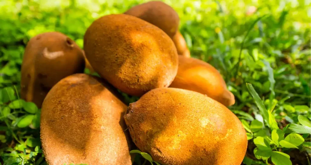 Imagem de vários cupuaçus espalhados no chão entre o mato verde e a grama.